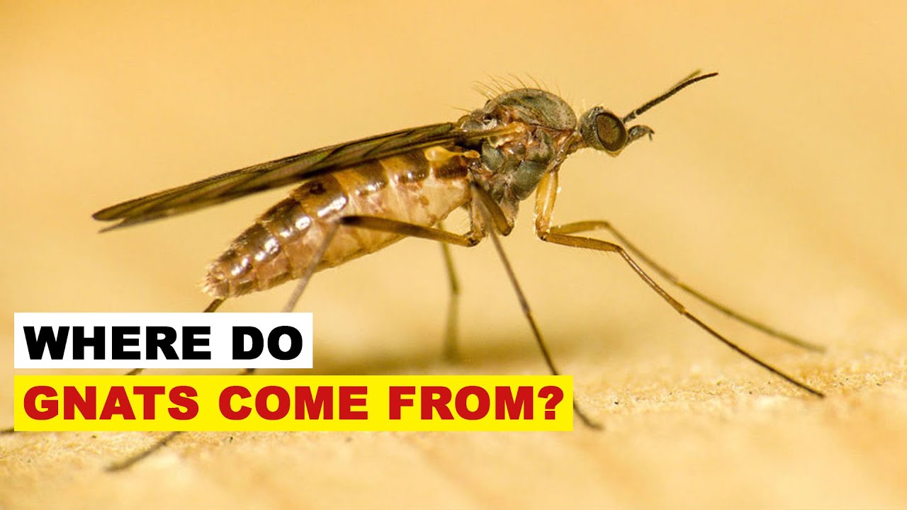 Where Do Gnats Come From? Understanding the Origins of Gnat Infestations